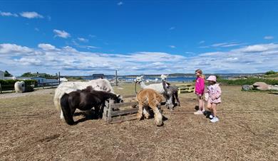 Gundersen visitors farm - Jomfruland