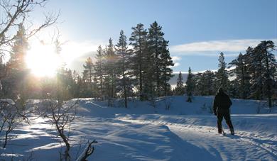 Walking trails in Bamble