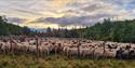 flock of sheep from Smylefår in Fyresdal