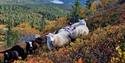 sheep on the mountain in autumn