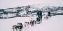 dog sledding with Telemark Husky Tour